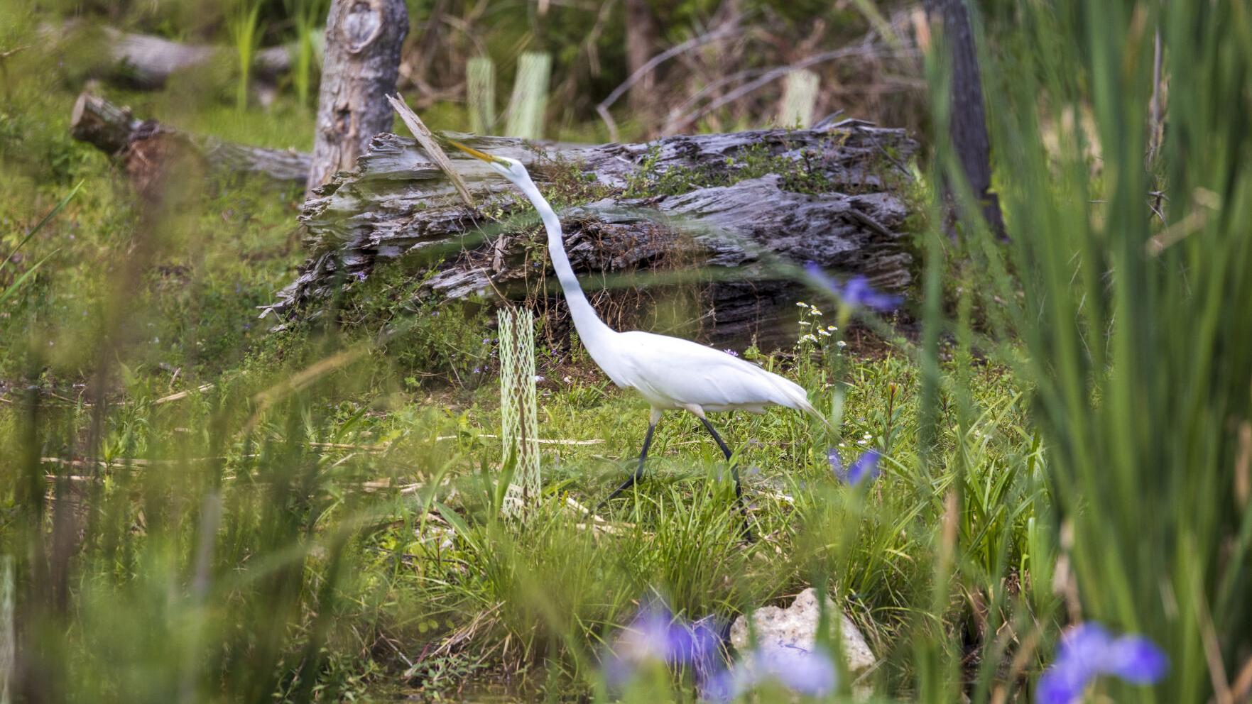 After climate conference, how will New Orleans take advantage of 'green economy' in 2024?